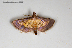Cnaphalocrocis