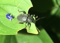 Otiorhynchus meridionalis