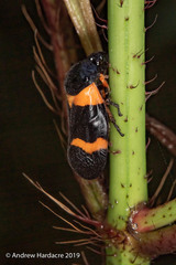 Cosmoscarta abdominalis