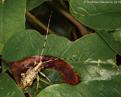 Acalolepta permutans