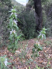 Monarda citriodora austromontana