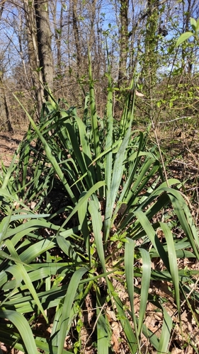 Image of Yucca recurvifolia by (c) Andrea Mologni, some rights reserved (CC BY-SA)