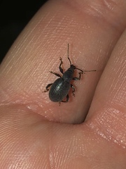Otiorhynchus meridionalis