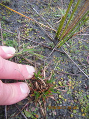 Juncus caespiticius