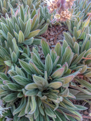 Phacelia hastata compacta