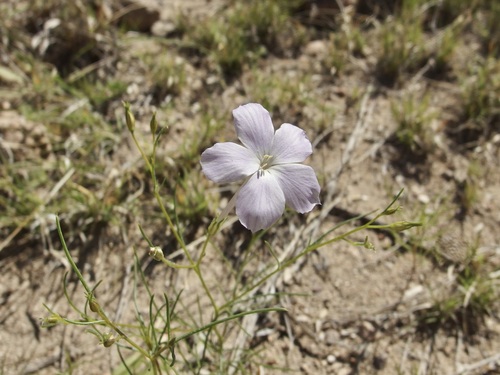 Image of Ipomopsis longiflora by (c) Sue Carnahan, some rights reserved (CC BY)