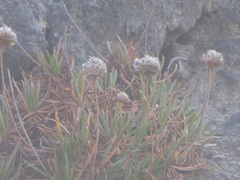 Armeria maritima californica