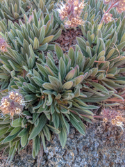 Phacelia hastata compacta