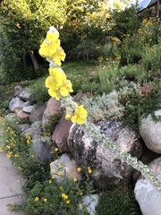 Verbascum bombyciferum