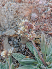 Phacelia hastata compacta