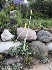 Verbascum bombyciferum