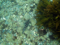 Chirodactylus spectabilis