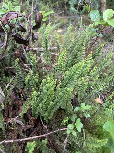 Adenophorus epigaeus, 2025-03-25