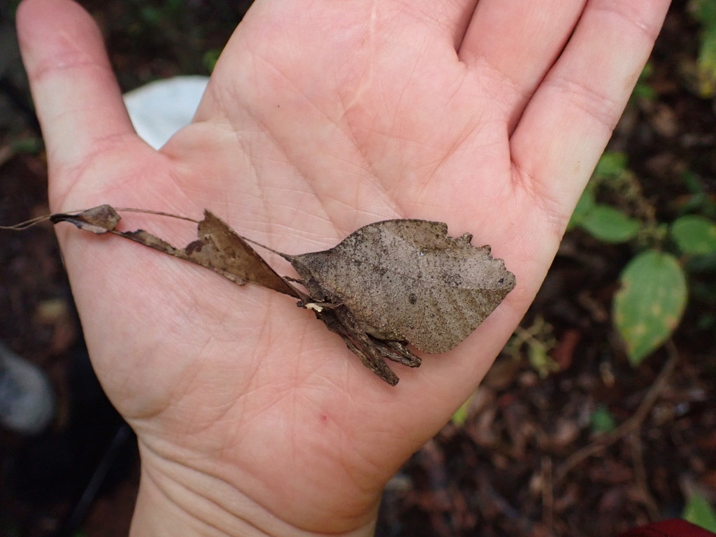 Typophyllum trapeziforme
