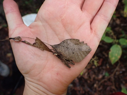 Typophyllum trapeziforme