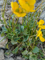 Ranunculus eschscholtzii oxynotus