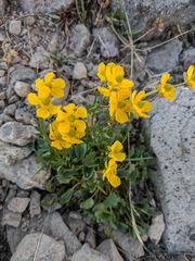 Ranunculus eschscholtzii oxynotus