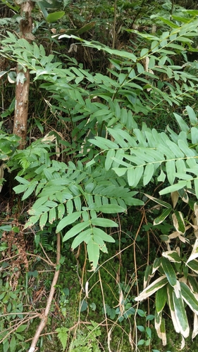 Osmunda japonica, photograph 4
