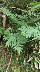 Osmunda japonica