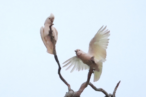 Cacatua goffiniana, 2025-04-05