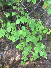 Cornus nuttallii
