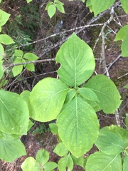 Cornus nuttallii