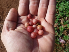 Glycosmis parviflora