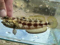 Banded Jawfish photo 1