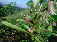 Glycosmis parviflora