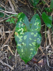 Caladium