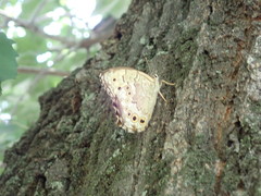 Neope goschkevitschii