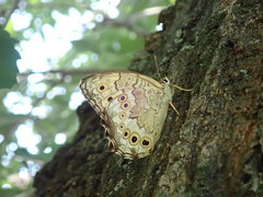 Neope goschkevitschii