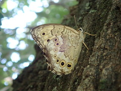 Neope goschkevitschii