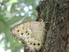 Neope goschkevitschii