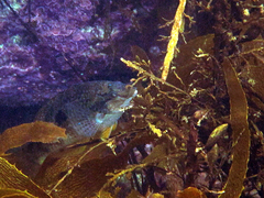 Notolabrus celidotus