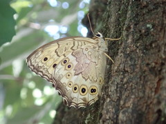 Neope goschkevitschii