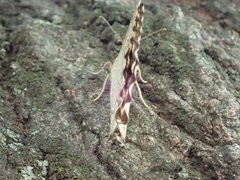 Neope goschkevitschii