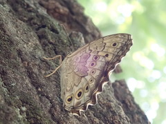 Neope goschkevitschii