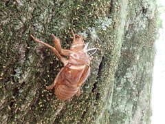 Graptopsaltria nigrofuscata