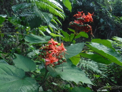 Clerodendrum buchananii