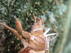 Graptopsaltria nigrofuscata