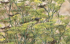 Leiothlypis virginiae