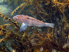 Notolabrus celidotus