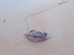 Cyanea lamarckii