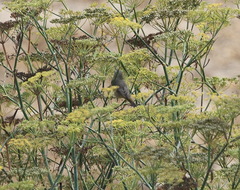 Leiothlypis virginiae