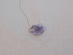 Cyanea lamarckii
