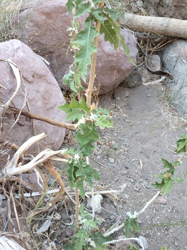 Image of Ambrosia carduacea by no rights reserved