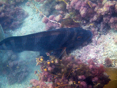 Chirodactylus spectabilis