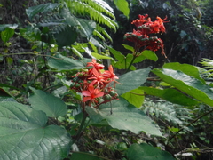 Clerodendrum buchananii