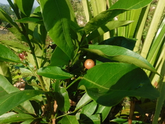 Glycosmis parviflora